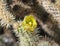 Desert Bloom Series - Teddy Bear Cholla - Cylindropuntia Bigelovii