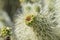 Desert Bloom Series - Teddy Bear Cholla - Cylindropuntia Bigelovii