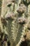 Desert Bloom Series - Teddy Bear Cholla - Cylindropuntia Bigelovii