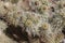 Desert Bloom Series - Teddy Bear Cholla - Cylindropuntia Bigelovii