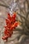 Desert blooming ocotillo