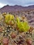 Desert Blooms