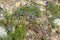 Desert bluebell phacelia (Phacelia campanularia) in the Sonoran desert