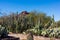 Desert Botanical Gardens Phoenix Arizona Desert Cactus