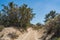 Desert Brush in Mojave Desert Wilderness