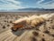 Desert bus breakdown: A colorful bus struggles through the vast desert, leaving a trail of smoke in its wake.