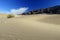 Desert bush on a sand dune