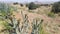 Desert Cacti Growing
