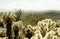 Desert Cacti in Southwest Arizona