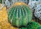 Desert Cactus