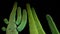 Desert Cactus in Arizona