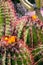 Desert cactus blooming