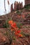 Desert Cactus Blooming in Sedona