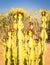 Desert Cactus Candelabra Tree