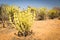 Desert Cactus Candelabra Tree