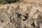 Desert Cactus at Cima Station Mojave Preserve