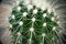 Desert cactus closeup