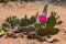 Desert Cactus Flower