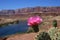 Desert cactus flower