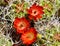 Desert Cactus Flowers