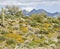 Desert Cactus, flowers and Mountains