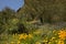 Desert Cactus, flowers and Mountains