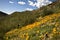 Desert Cactus, flowers and Mountains