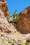 Desert cactus growing on rock