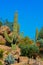 Desert cactus landscape in Arizona