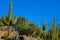 Desert cactus landscape in Arizona