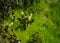 Desert cactus nestled in the grass of souther California that sprouted after a rainstorm