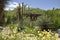 Desert Cactus and Succulent Garden conservatory in New Mexico.