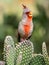 Desert Cardinal