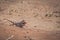 Desert chameleon having a mealworm snack