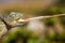 Desert Chameleon with shooting tongue