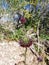 Desert Chia salvia columbariae plant at the Grapevine Canyon Petroglpyh Site outside of Laughlin, Nevada