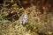 Desert Chipmunk on a bush-Stock photos