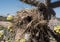 Desert Cholla Cactus, bird nest in New Mexico.