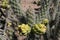 Desert Cholla cactus fruit cluster of two.