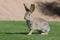 Desert Cottontail Rabbit