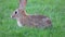 Desert Cottontail Rabbit Eats Grass Then Runs Away