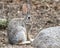 Desert Cottontail Rabbit, Lake Watson, Prescott Arizona