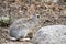 Desert Cottontail Rabbit, Lake Watson, Prescott Arizona USA