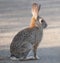 Desert Cottontail Rabbit Sylvilagus audubonii