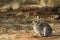 Desert Cottontail, Sylvilagus audubonii