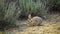 The desert cottontail Sylvilagus audubonii eating grass. Utah, USA