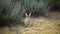 The desert cottontail Sylvilagus audubonii eating grass. Utah, USA