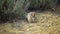 The desert cottontail Sylvilagus audubonii eating grass. Utah, USA