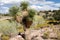 Desert and crisp blue sky at its best