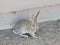 Desert Cutie, wildlife, ,rabbits, jackrabbit